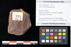 Foto (Objekt + Etikett) von Pinus ciliata Ettingshausen (NHMW-GEO-2024-0188-0325)